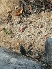 Hamadryas atlantis lelaps