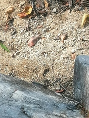 Hamadryas atlantis lelaps