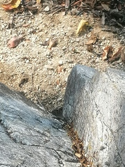 Hamadryas atlantis lelaps