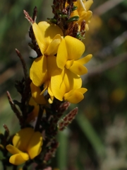Bossiaea foliosa