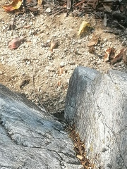 Hamadryas atlantis lelaps