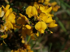 Bossiaea foliosa