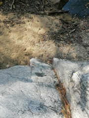 Hamadryas atlantis lelaps