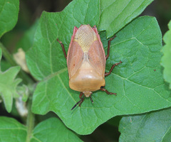 Tessaratoma papillosa