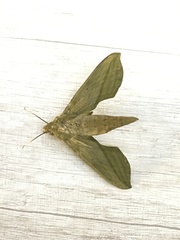 Xylophanes elara