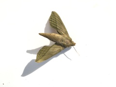 Xylophanes elara