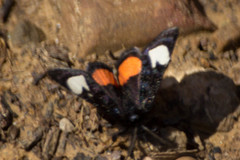 Psychomorpha epimenis