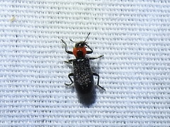 Placopterus thoracicus
