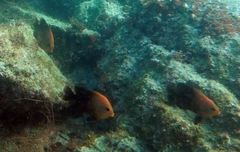 Stegastes rectifraenum