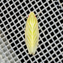 Coelogypona venosella