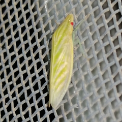 Coelogypona venosella