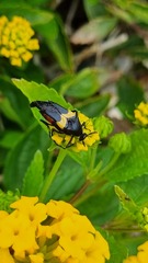 Macrosiagon flavipennis