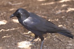 Corvus coronoides perplexus