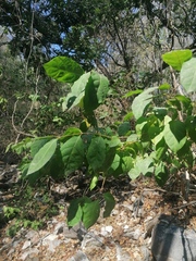 Alchornea
