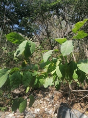 Alchornea