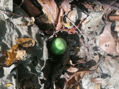 Polyclathra cucumerina