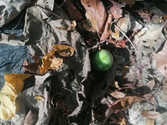 Polyclathra cucumerina