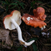 Leucopaxillus gracillimus - Photo (c) Danny Newman, some rights reserved (CC BY-NC-SA), uploaded by Danny Newman