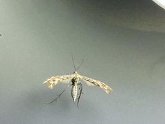 Singularia alternaria