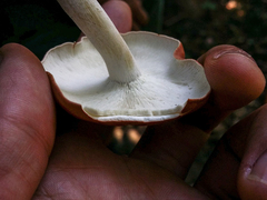 Leucopaxillus gracillimus