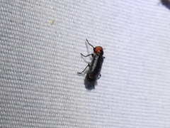 Placopterus thoracicus