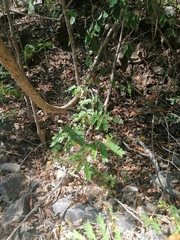 Cenostigma eriostachys