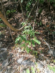 Cenostigma eriostachys