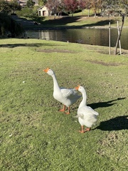 Anser cygnoides domesticus