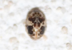 Psyllobora bicongregata