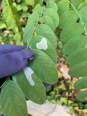 Chrysaster ostensackenella