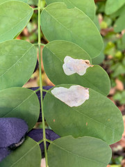 Chrysaster ostensackenella