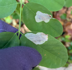 Chrysaster ostensackenella