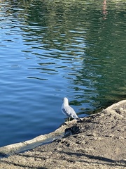 Larus delawarensis