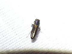 Agrilaxia flavimana