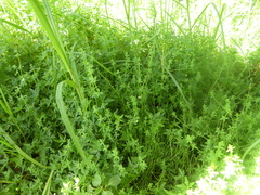 Galium leiocarpum