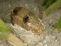Oliva reticulata