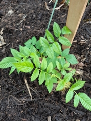 Rubus probus