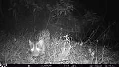 Prionailurus viverrinus