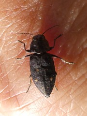 Phaenops drummondi