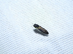 Agrilaxia flavimana
