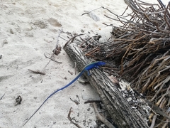 Cnemidophorus espeuti