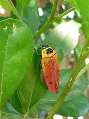 Conognatha excellens