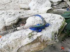 Cnemidophorus espeuti