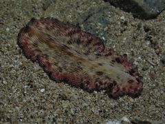 Pseudobiceros fulgor