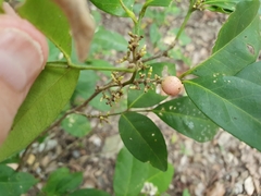 Glycosmis trifoliata