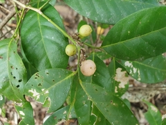 Glycosmis trifoliata