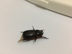 Archophileurus