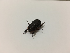 Archophileurus