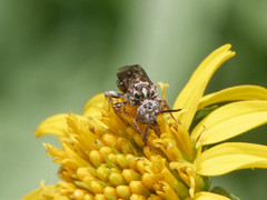 Melectoides kiefferi