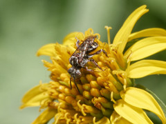 Melectoides kiefferi